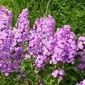 Phlox maculata 'Alpha' fleur